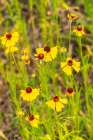 USA, Texas, Hill Country. Blooming coreopsis flowers. Art Print
